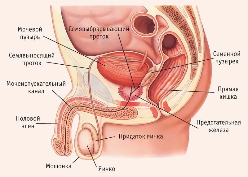 Простата и предстательная железа
