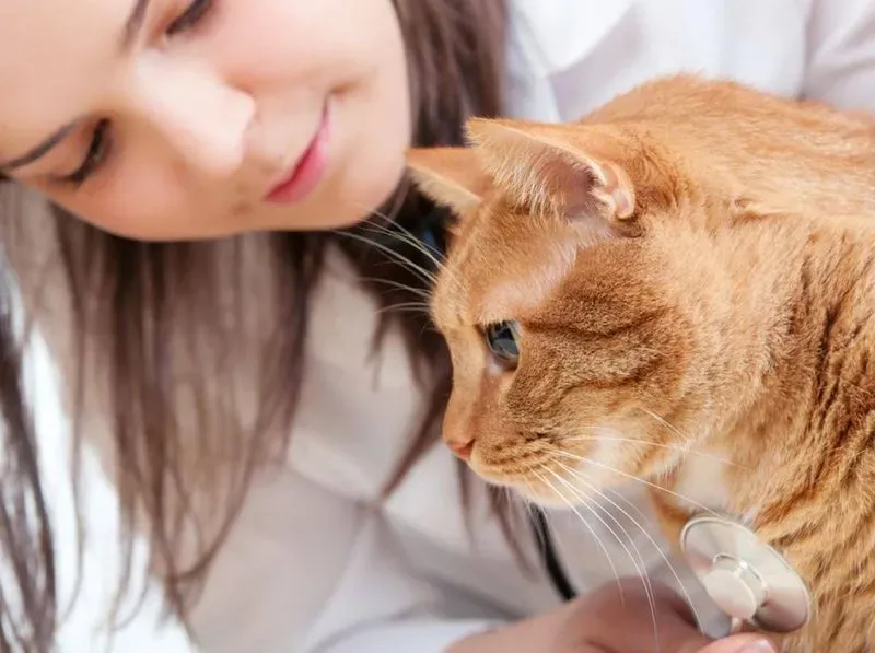 Как выявить аллергию на кошек