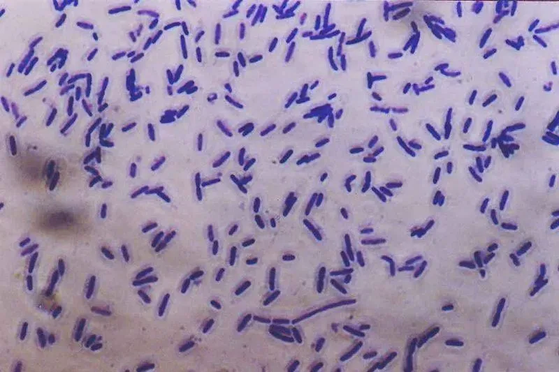 Что такое энтеробактерии в мазке